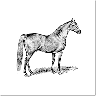 Horse Vintage Black & White Illustration Posters and Art